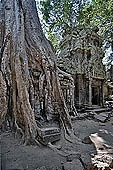 Ta Prohm temple - silk-cotton trees rising over the ruins